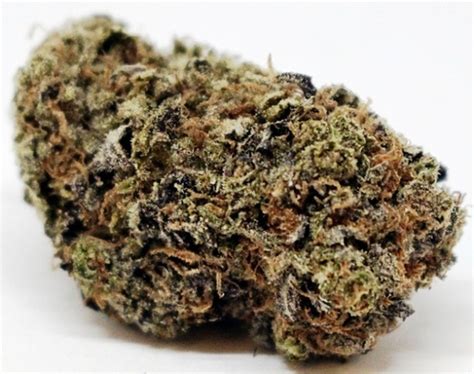 versace hashish|Versace Weed Strain Information .